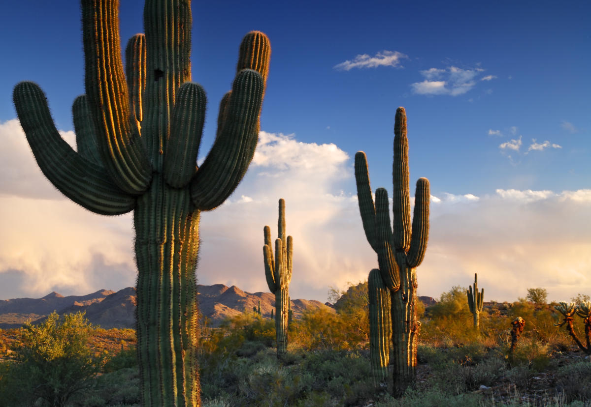 Snow covered Saguaro cactus in Scottsdale, Arizona.