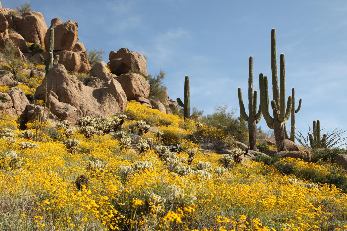 Where to See Wildflowers in Phoenix South Mountain, Piestewa Peak