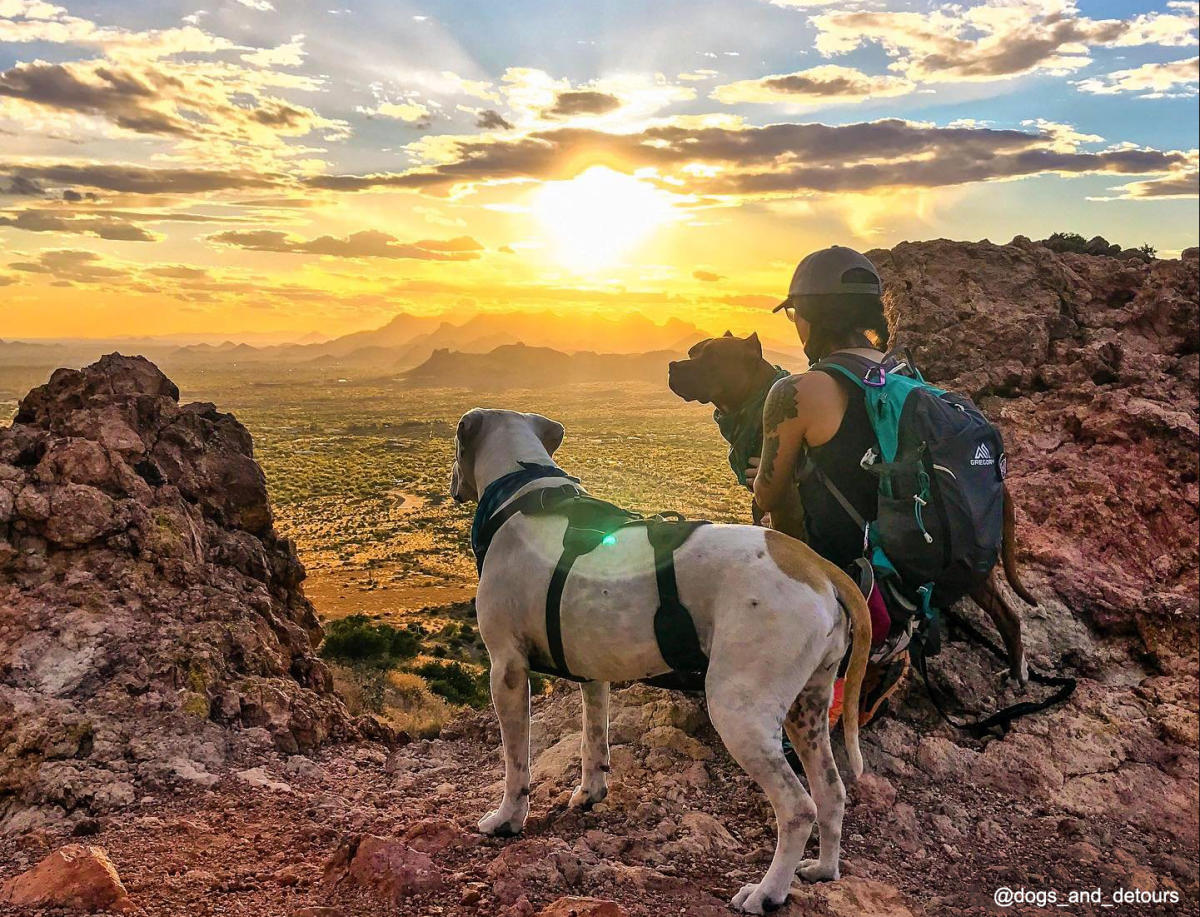 Dog-Friendly Parks, Patios and Trails in Phoenix | VisitPhoenix.com