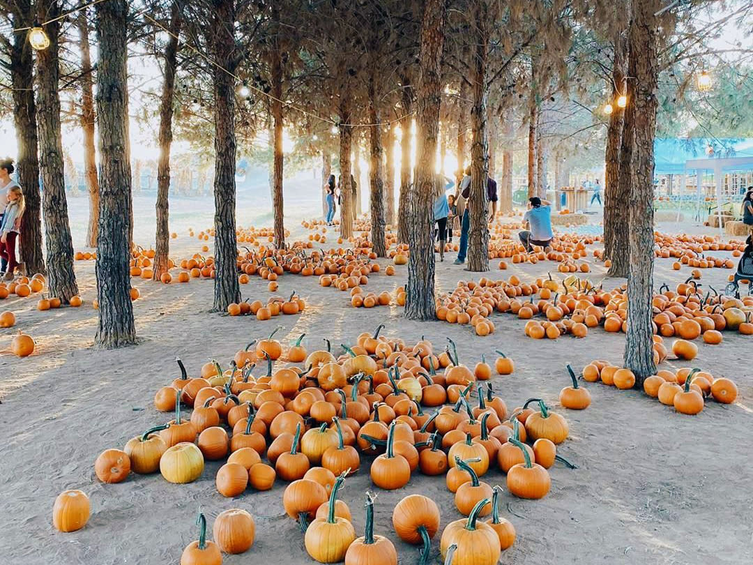 Best Pumpkin patches and Corn Mazes in Phoenix