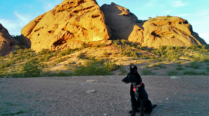 Dog Friendly Parks Patios And Trails In Phoenix Visitphoenix Com