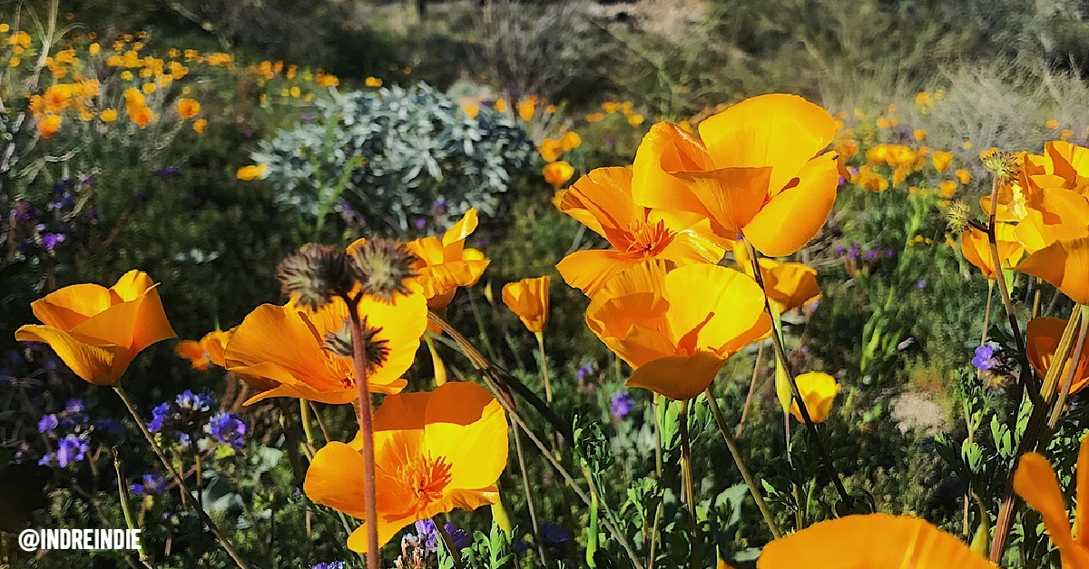 Where to See Wildflowers in Phoenix
