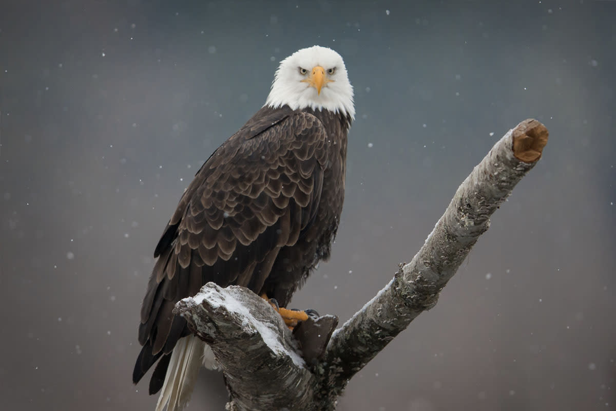 Bald Eagle Watching Tours in the Poconos