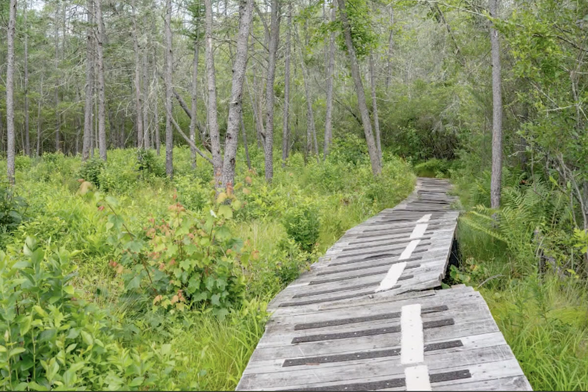 Cranberry Bog Walk Tannersville, PA