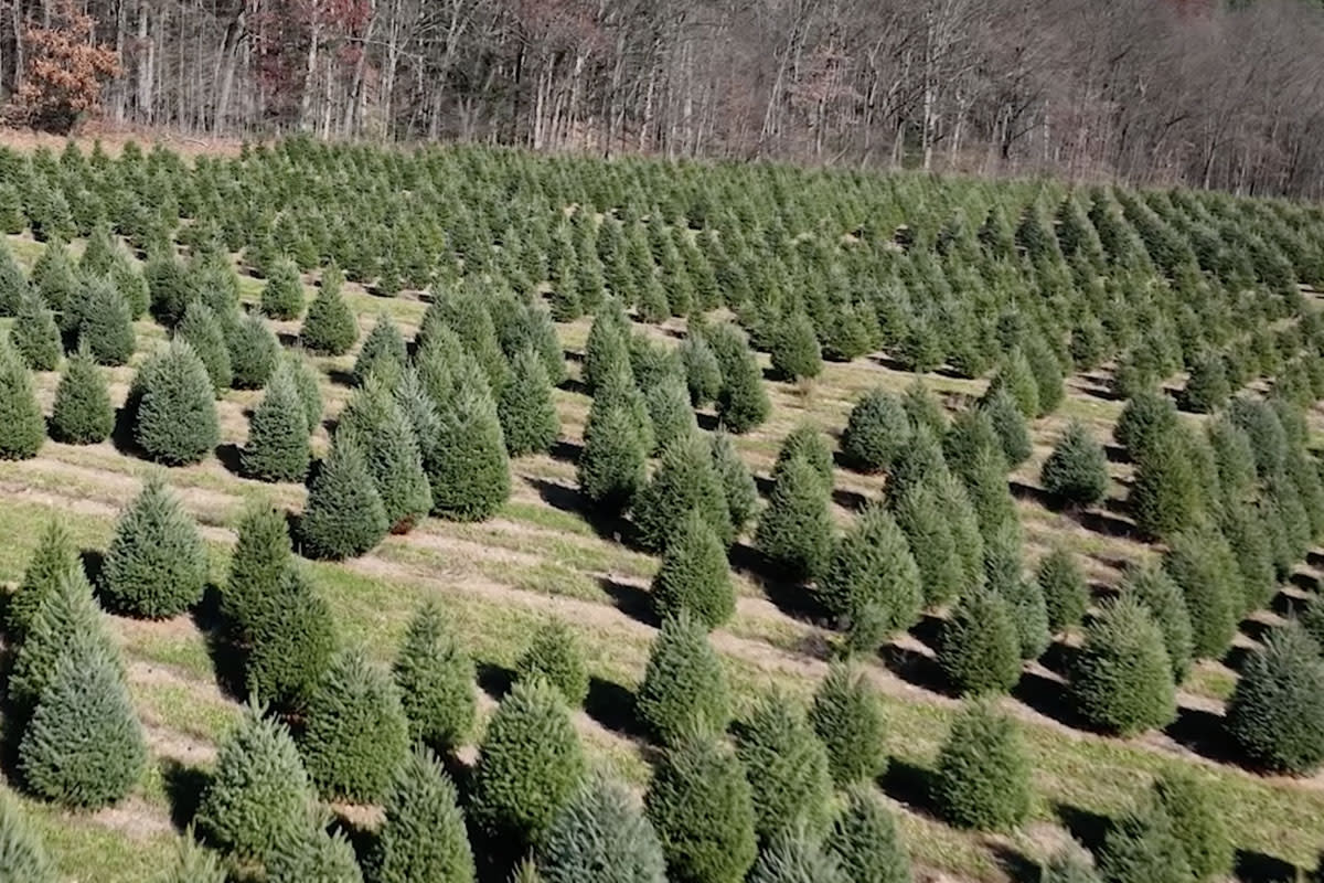Yenser's Christmas Tree Farm Pocono Mountains