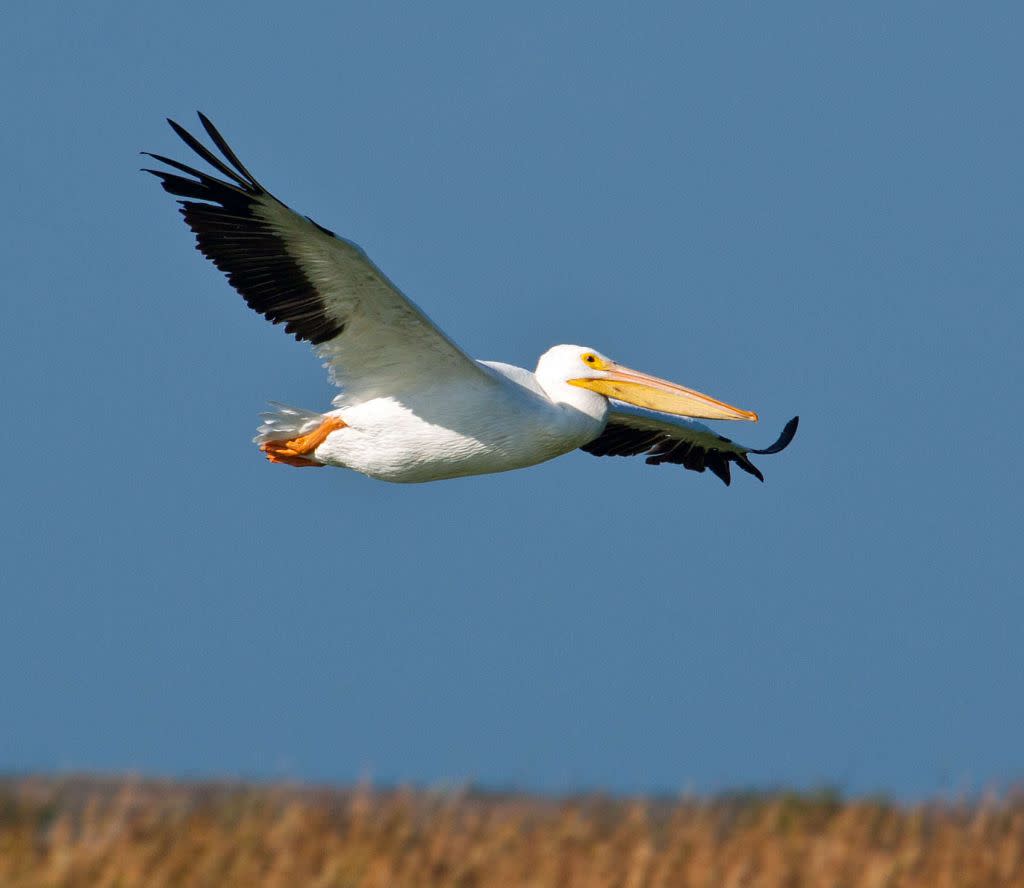 Door to Nature: American White Pelicans - Door County Pulse