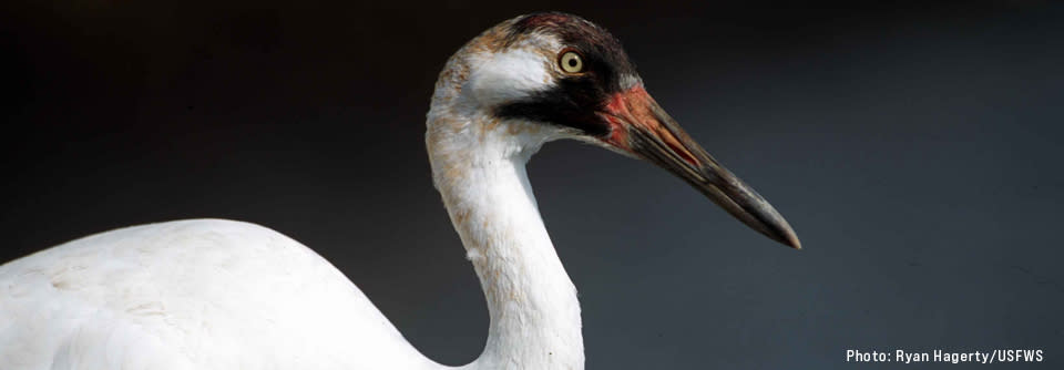 Whooping Crane Festival Whooping Crane Festival 2022