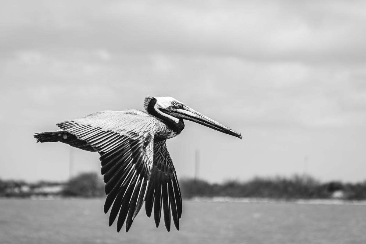 Ecotourism in Port Aransas | World Conservation Day