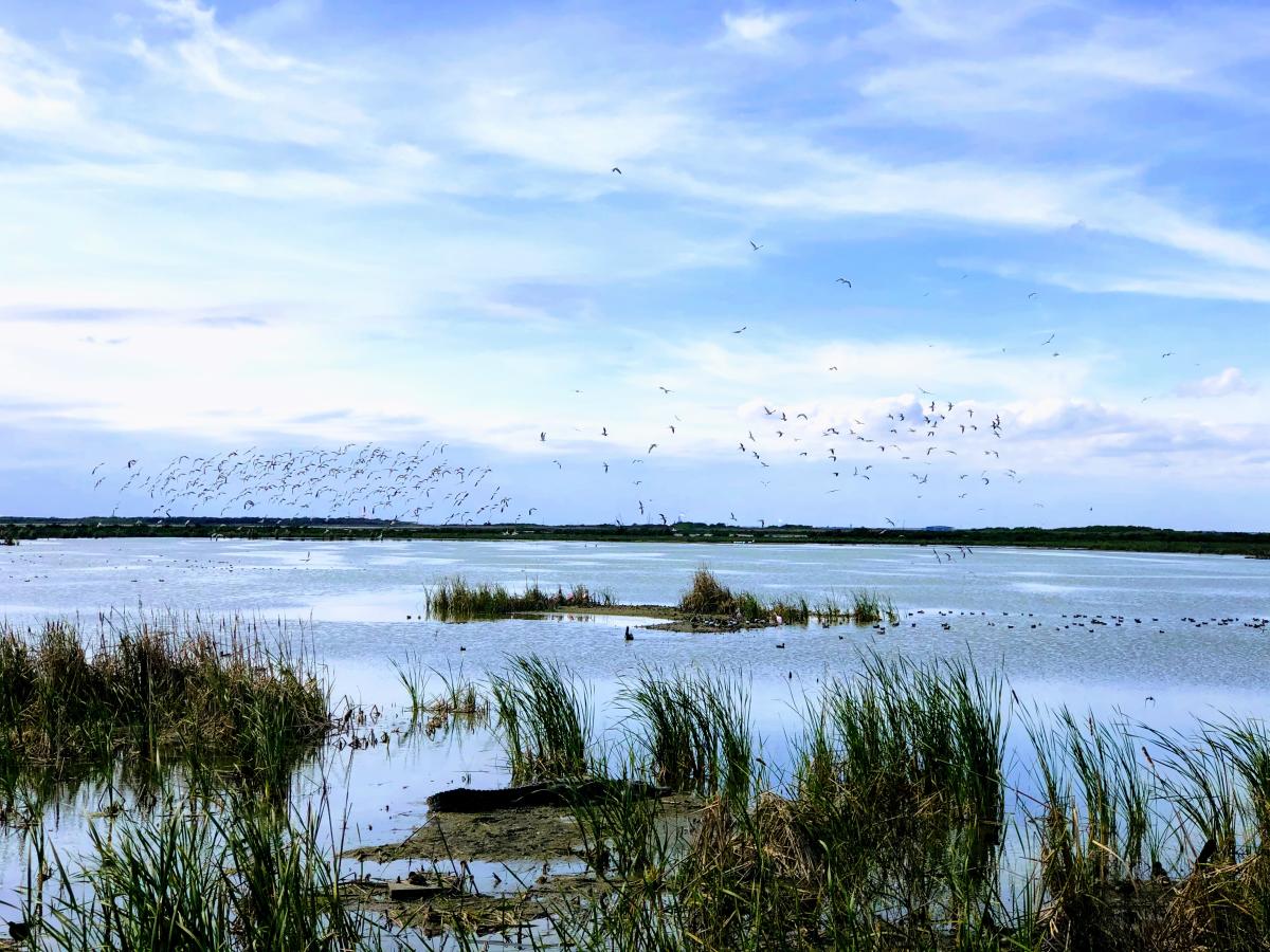 Nature & Parks Port Aransas | Trails & Wildlife