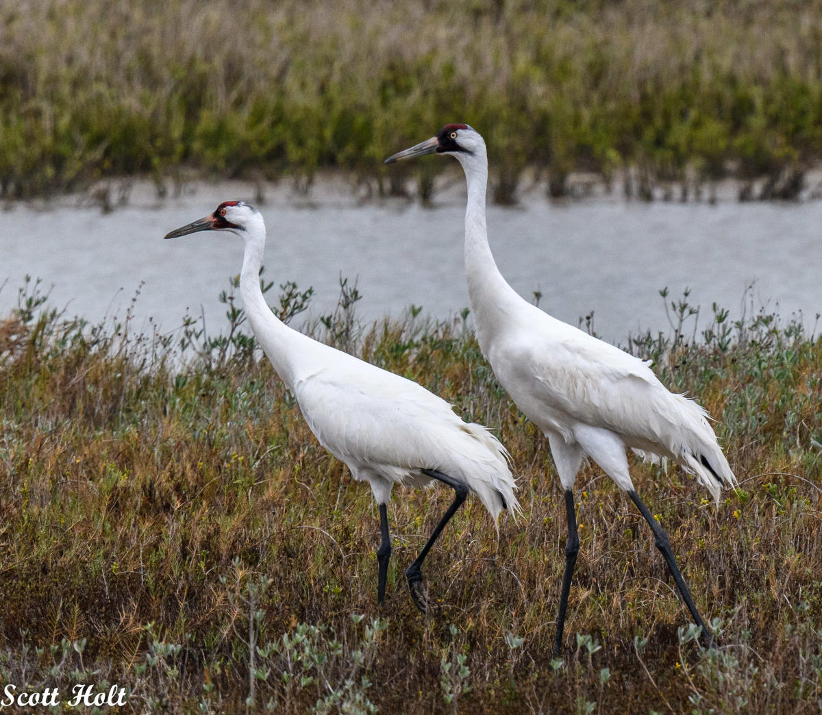 Contact Us « Whooping Crane Festival