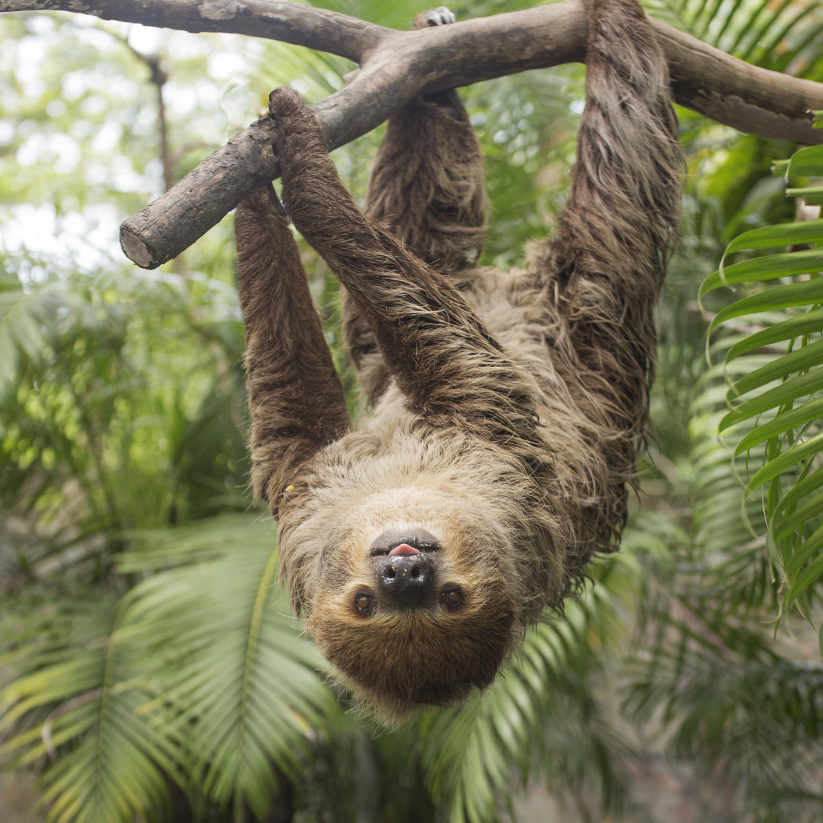 Faces Of The Rainforest A New Exhibit At Roger Williams