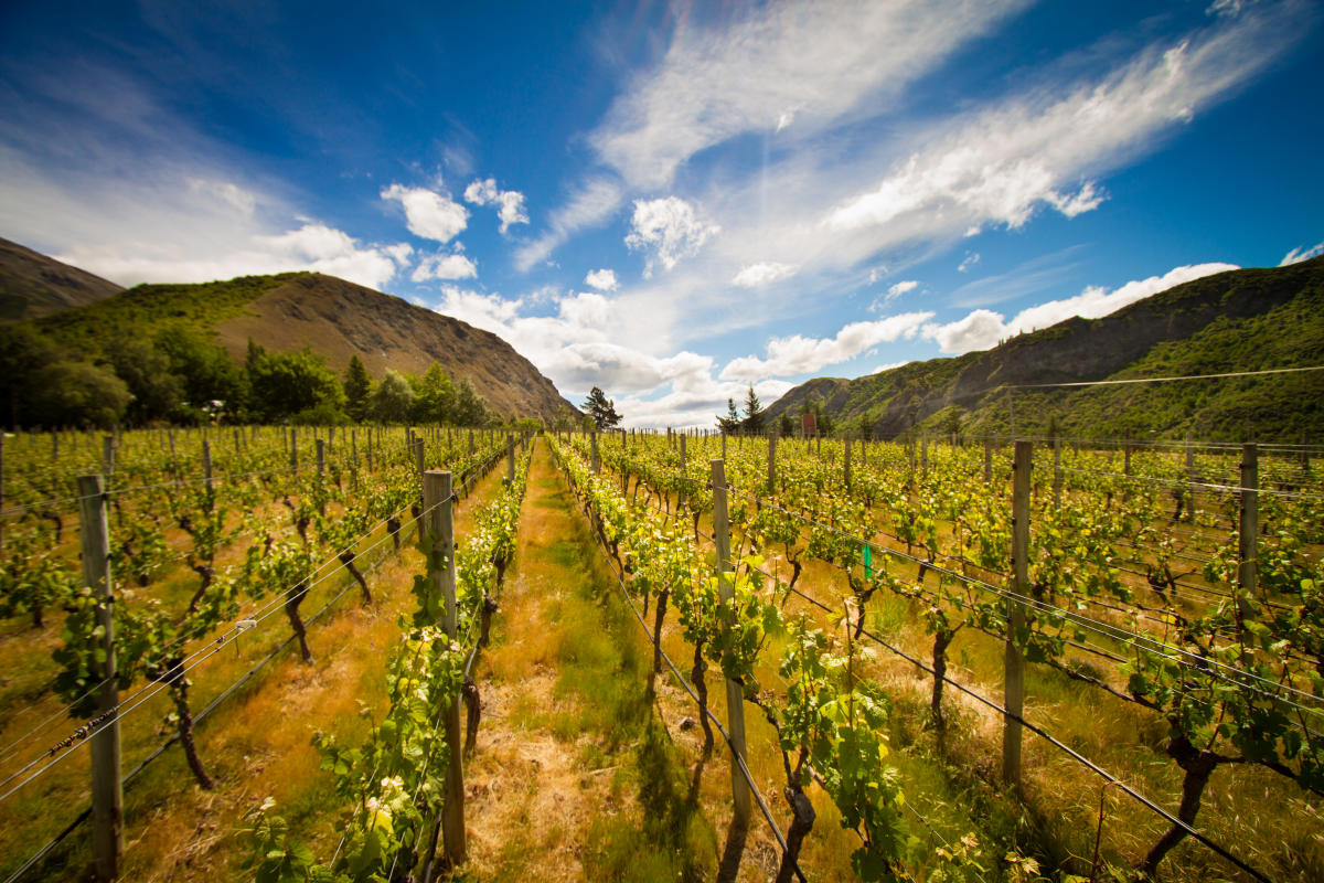 Gibbston shop valley wines
