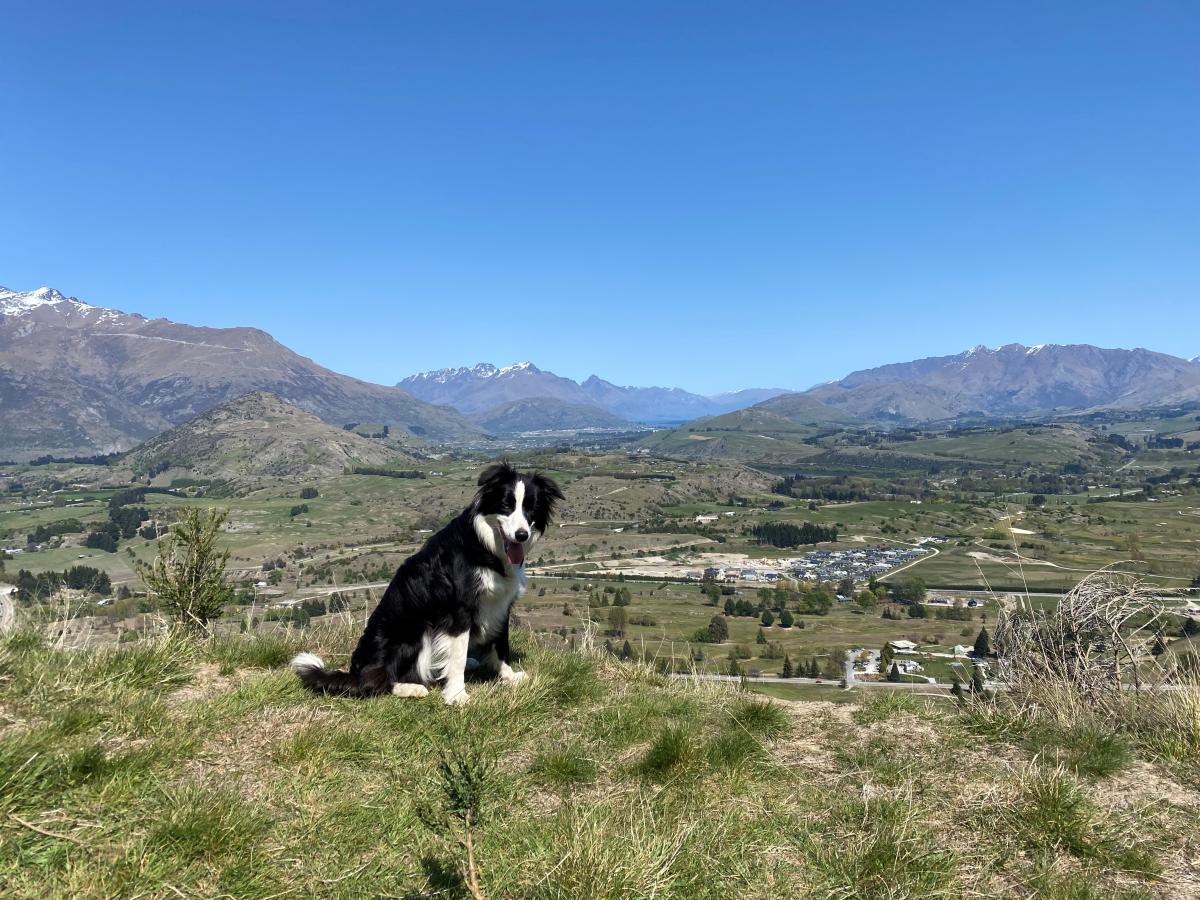 Six Dog Friendly Walks in Queenstown