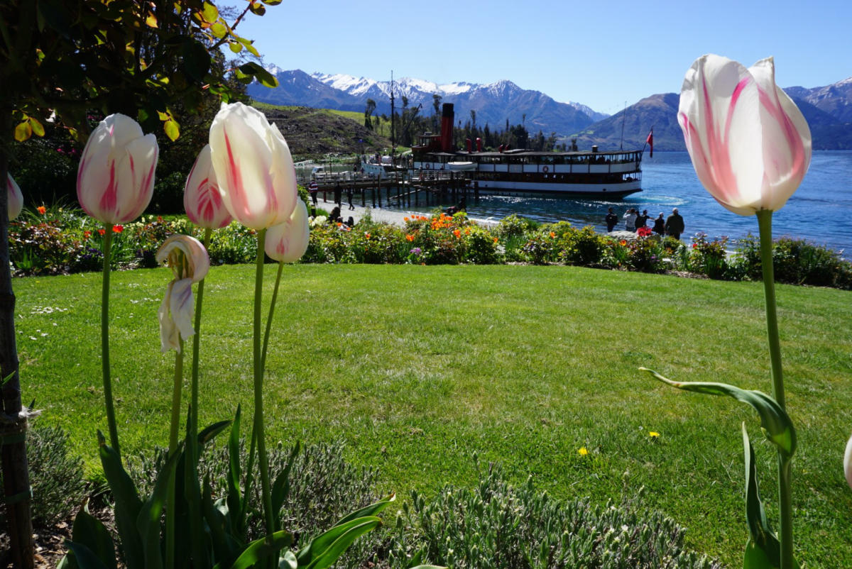 Queenstown's Spring Blooms