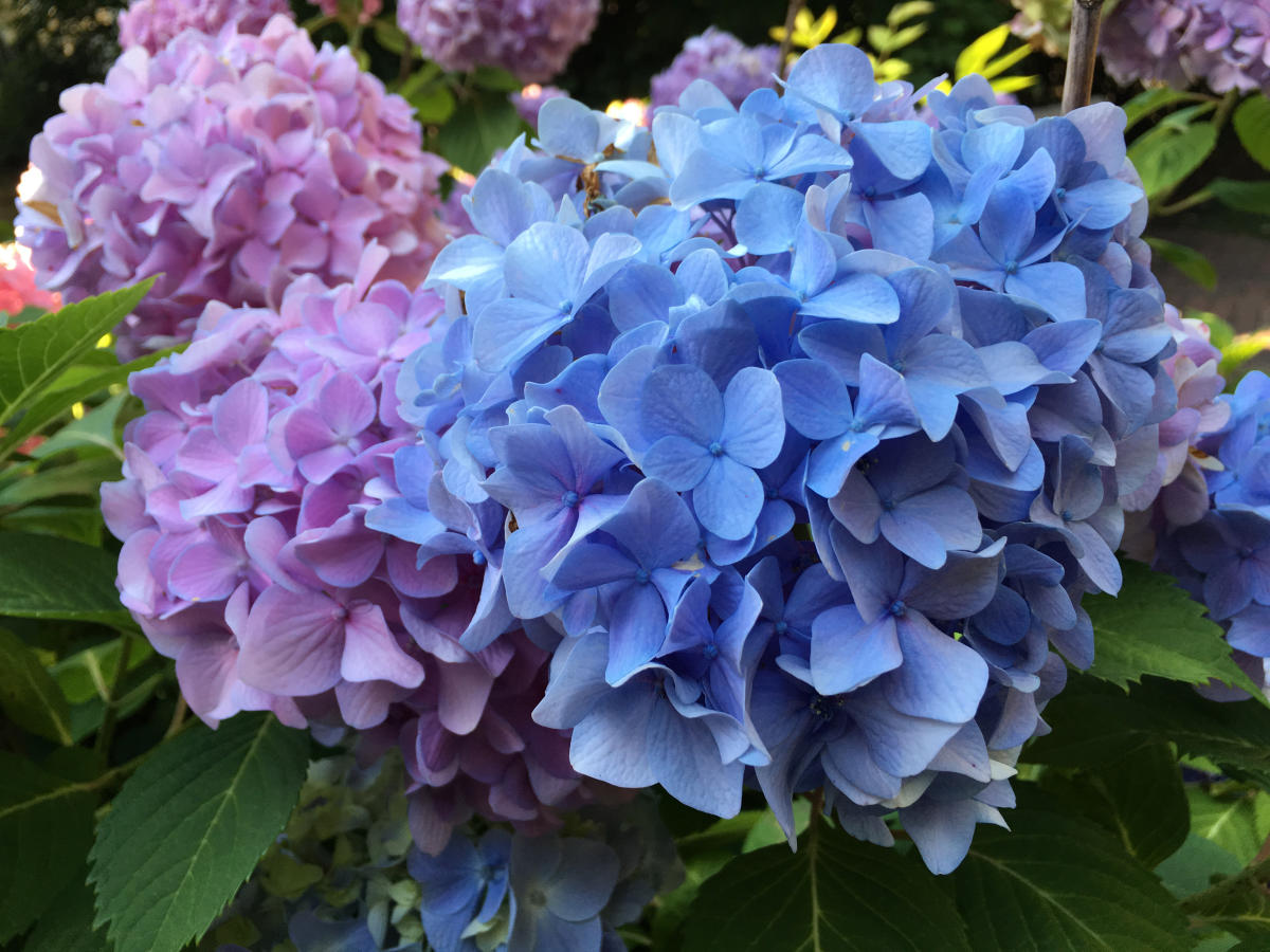 Raleigh, N.C., Wedding Florists