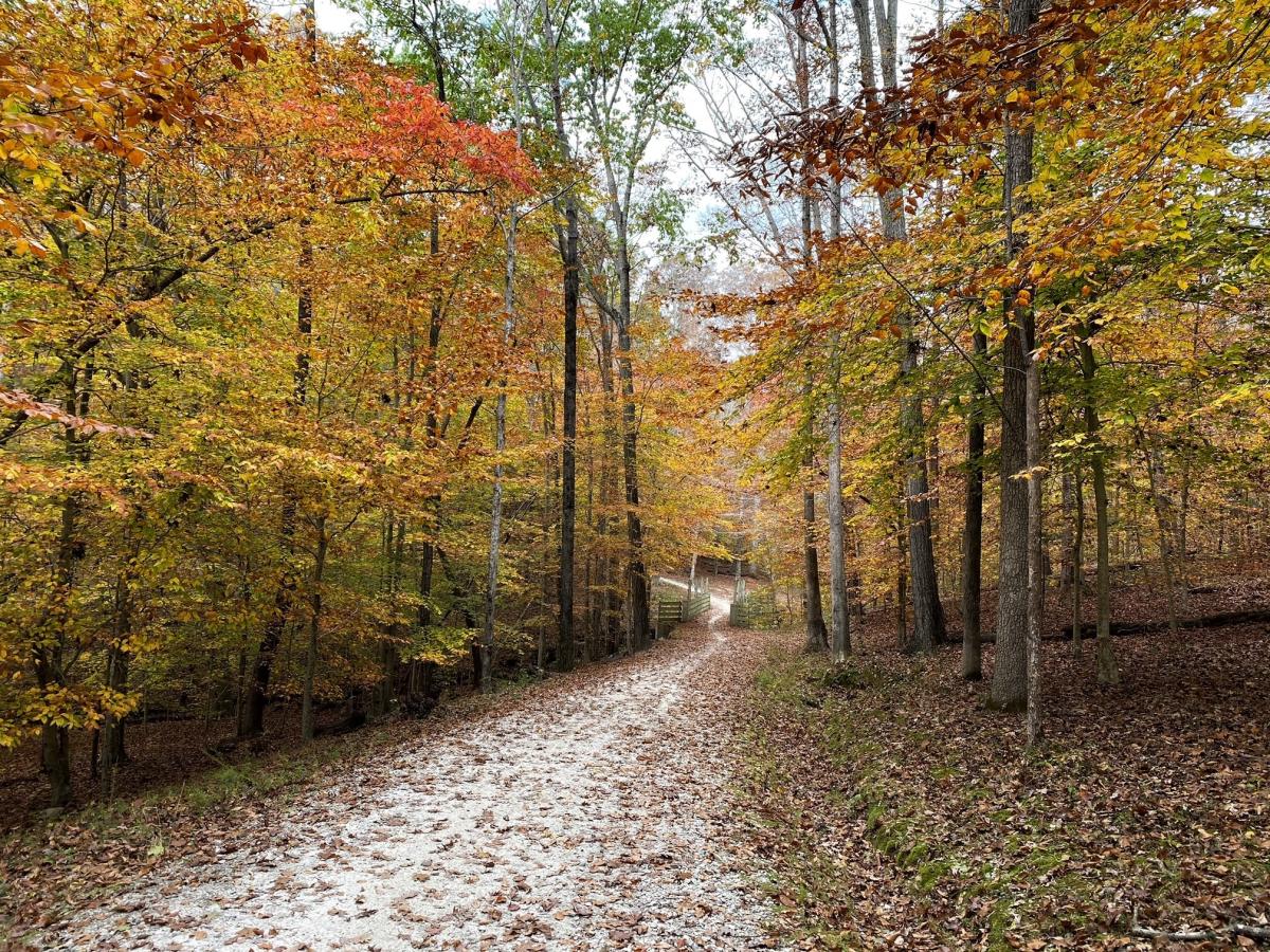 Favorite Fall Hikes in Raleigh, N.C.