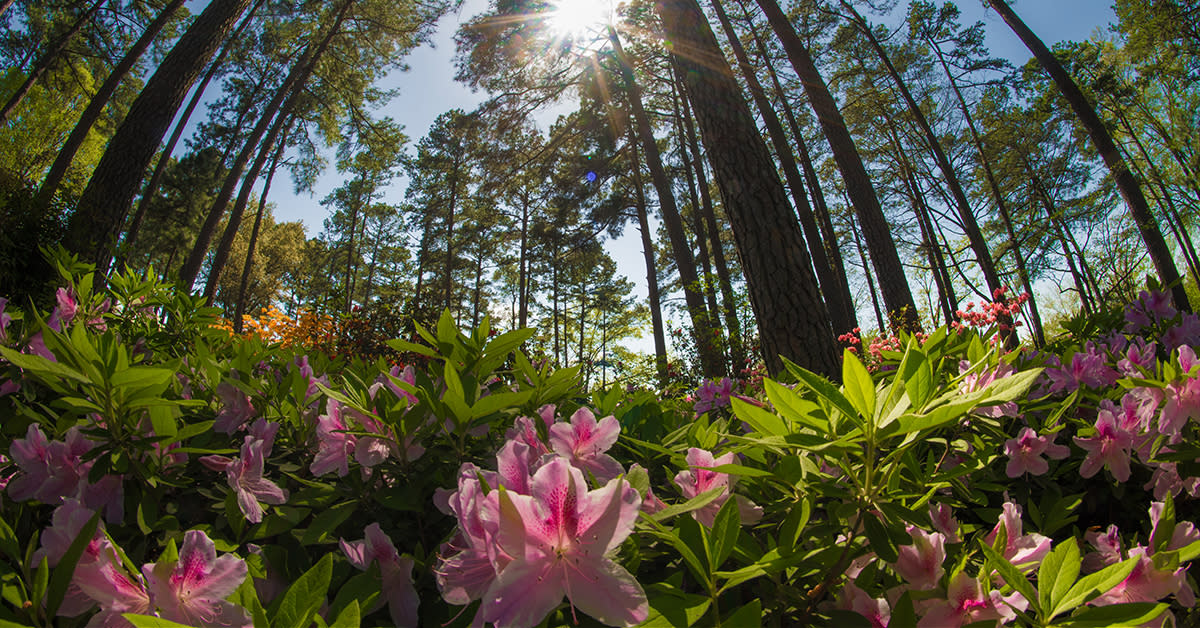 Celebrate Spring 15 Gardens And Parks To Explore In Raleigh N C