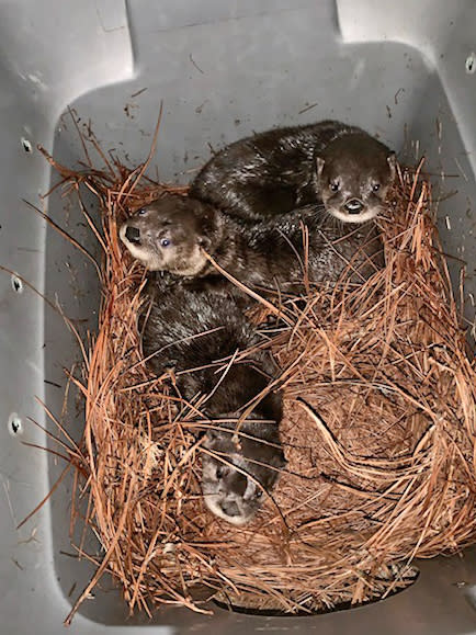Three Orphaned Otters Receiving Care at North Carolina Zoo Before Being