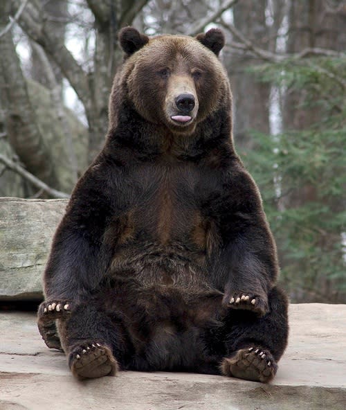 North Carolina Zoo Mourns the Loss of 'Amazing, Goofy' Grizzly Bear