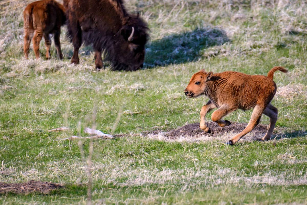 Springtime Cuteness In The Black Hills