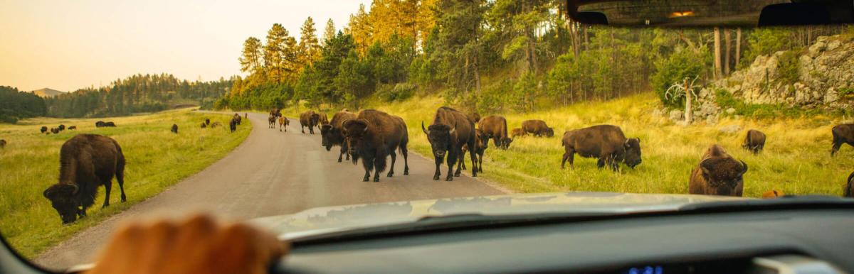 Plan Your Trip To Rapid City