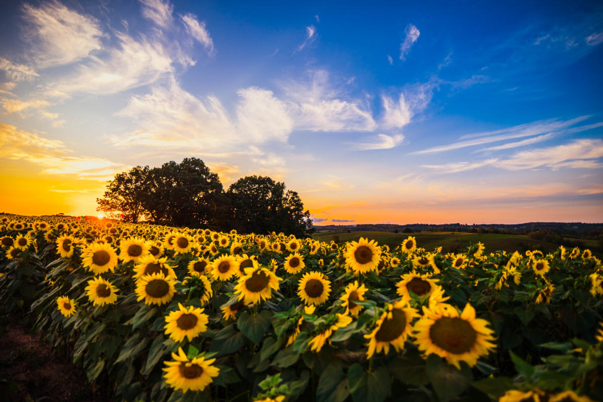 Farm — Farm Club, image size:1200x801