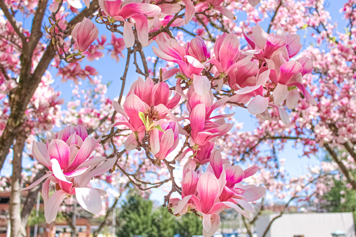 Easter in Roanoke, VA Egg Hunts & Easter Bunny Photos