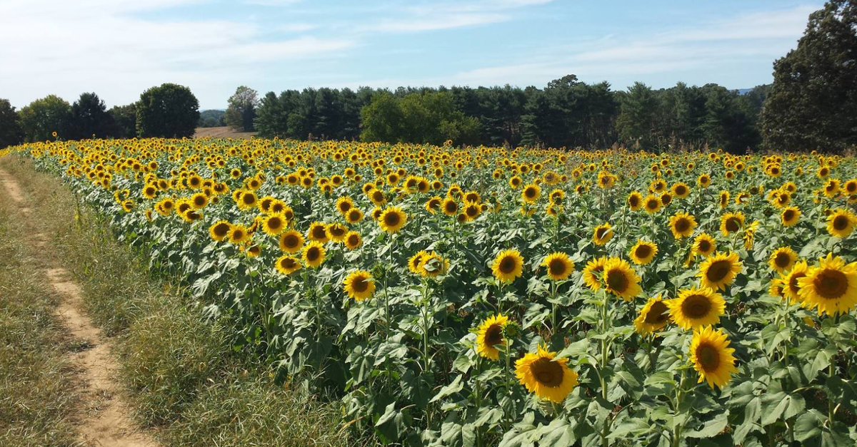 50 Events to Check Out for September 2017 in Virginia's Blue Ridge