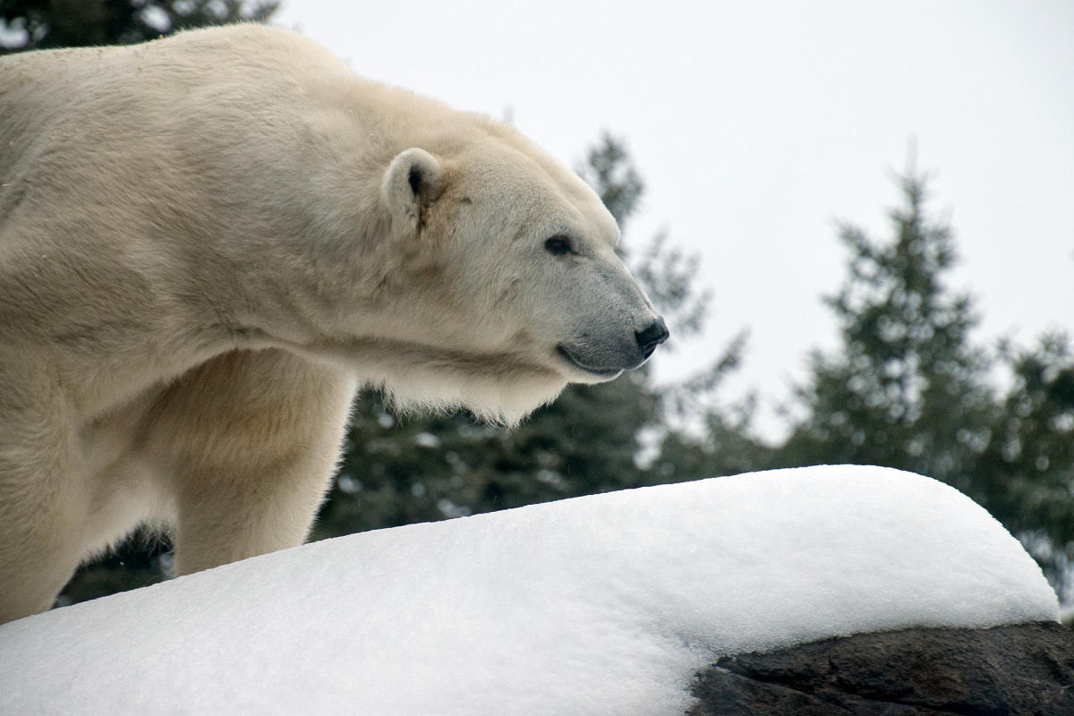 Polar Bear  Seneca Park Zoo