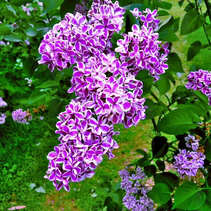 Best Spots to see Flowers in the Flower City