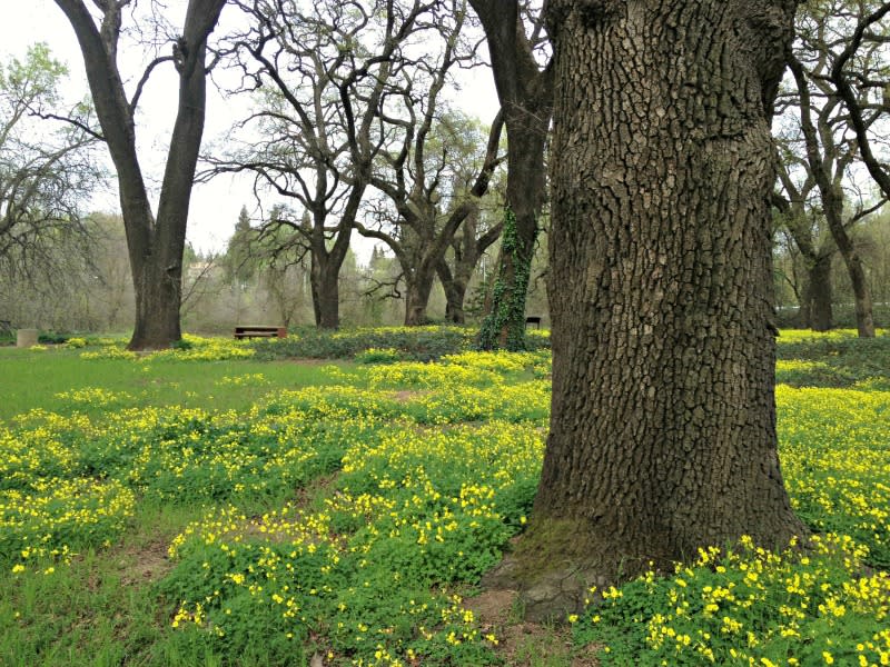 Four Hidden Parks of Sacramento