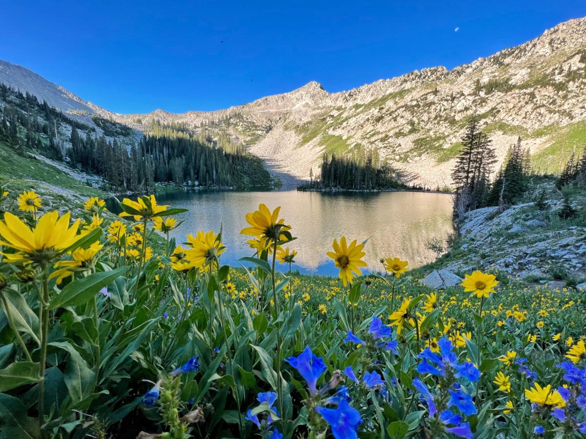 Where to See Some of Spring's Most Spectacular Blooms in the West