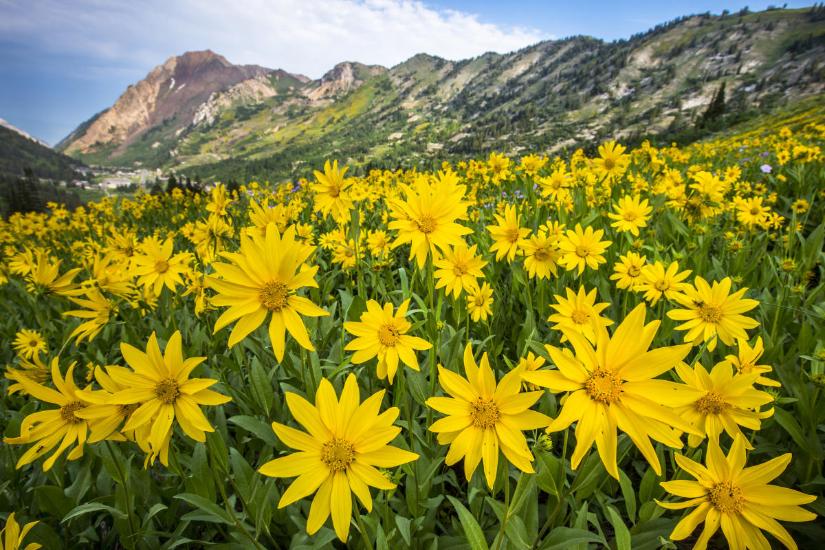 Summertime in Salt Lake's Mountains The Wasatch Wildflower Festival