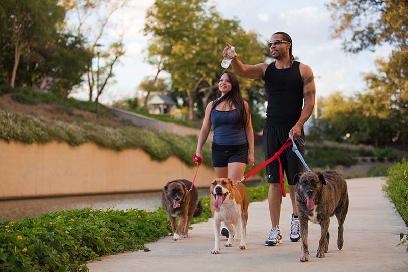 Park to walk sales dog