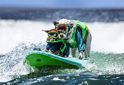 Festivals, Concerts & Things To ... - San Francisco Peninsula Events