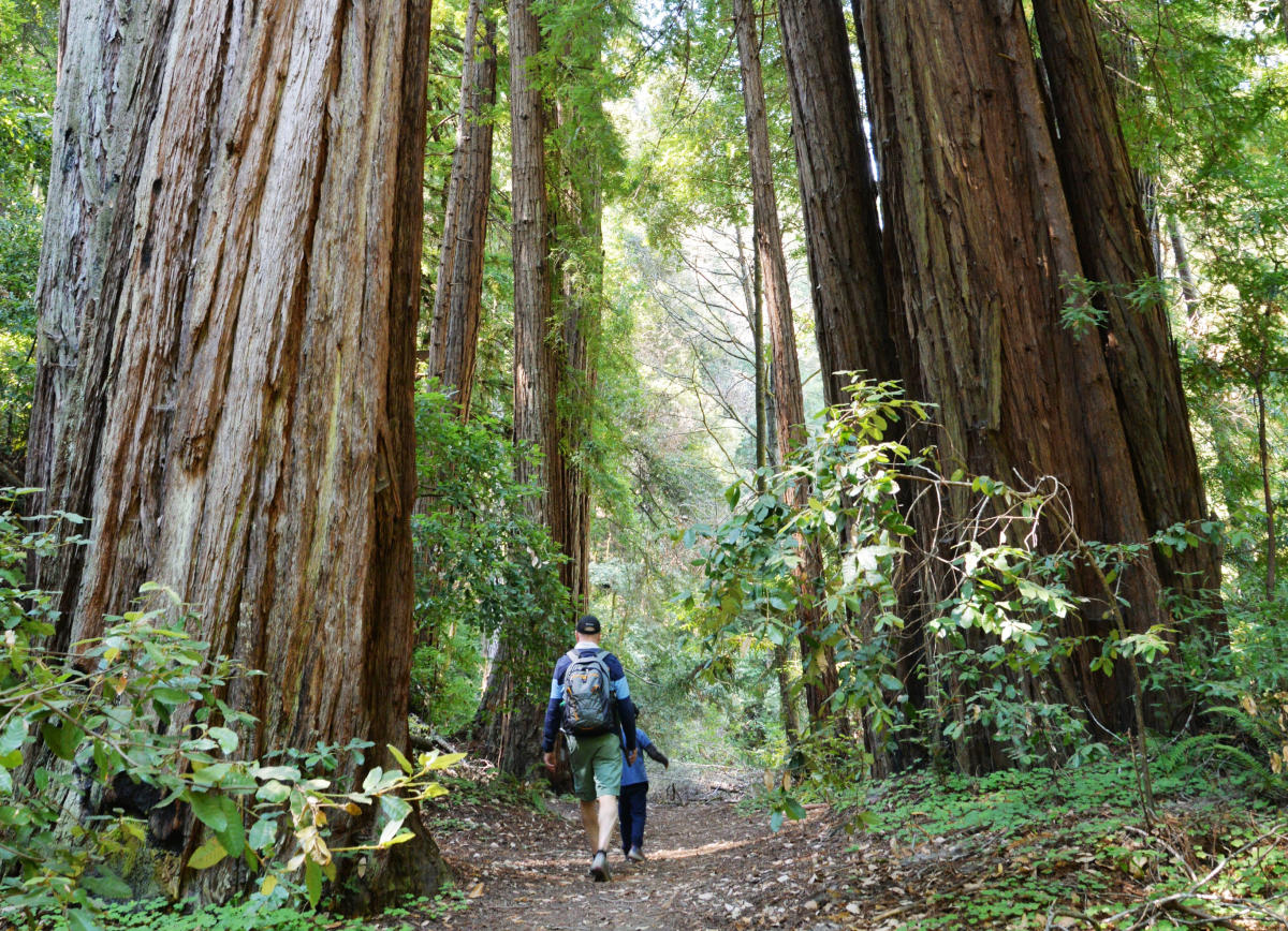 outdoor-events-in-the-san-francisco-peninsula-festivals