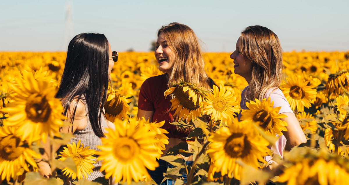 Andreotti Family Farm U Pick Sunflowers Pumpkins