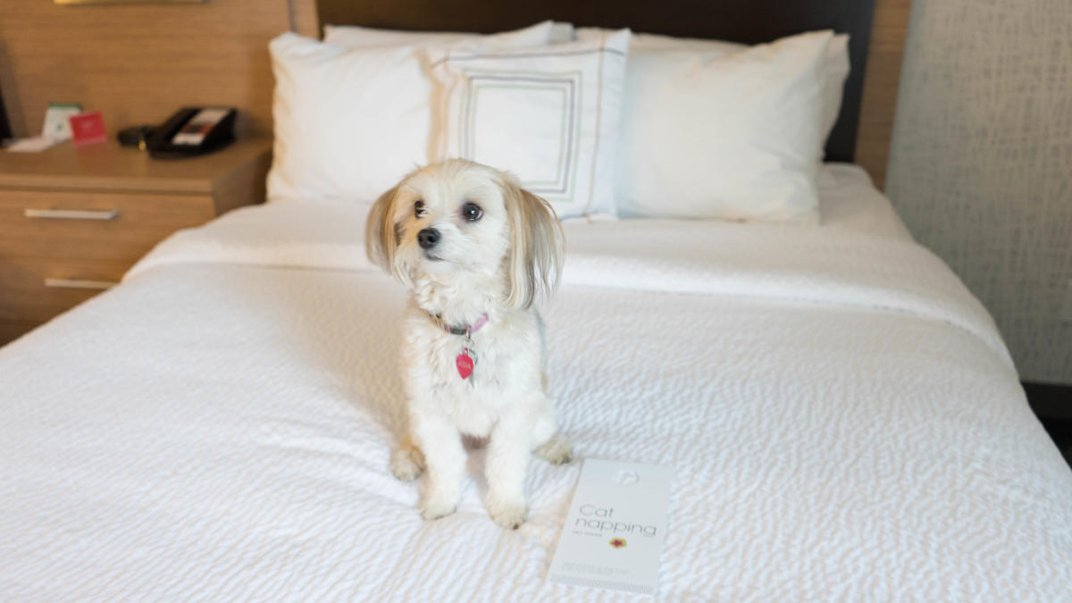 Saskatoon's Pet Friendliest Hotels
