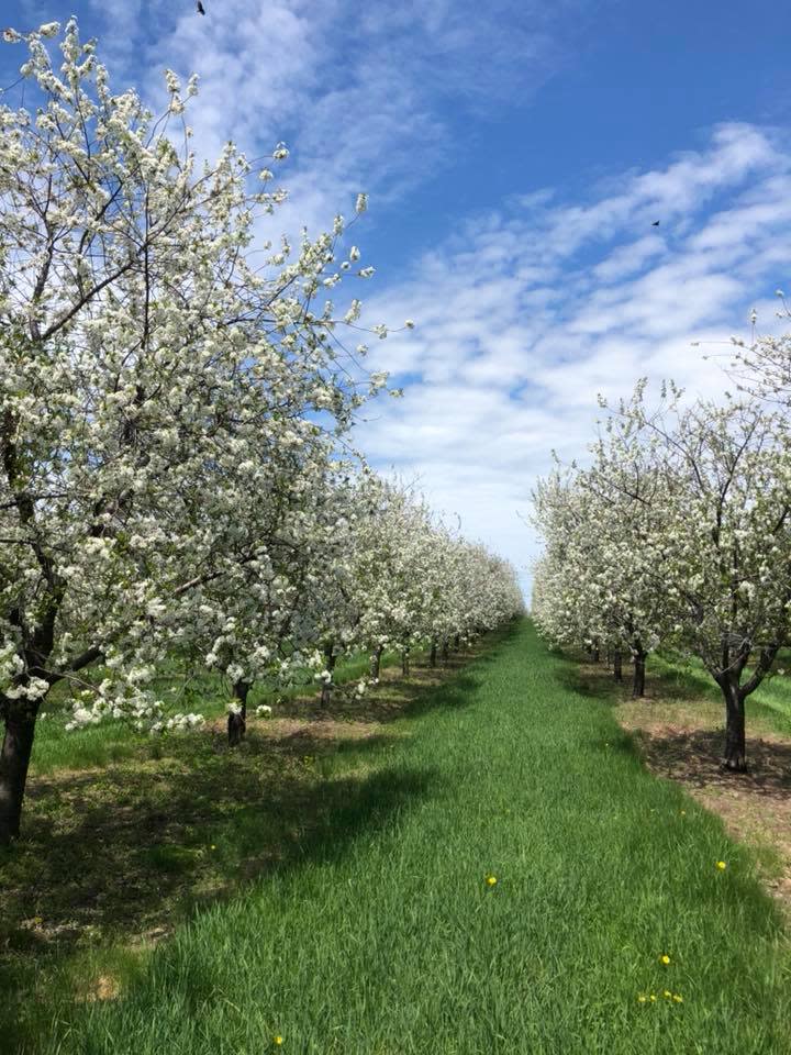 Welcome spring with wine tasting, cherry blossoms, concerts and more