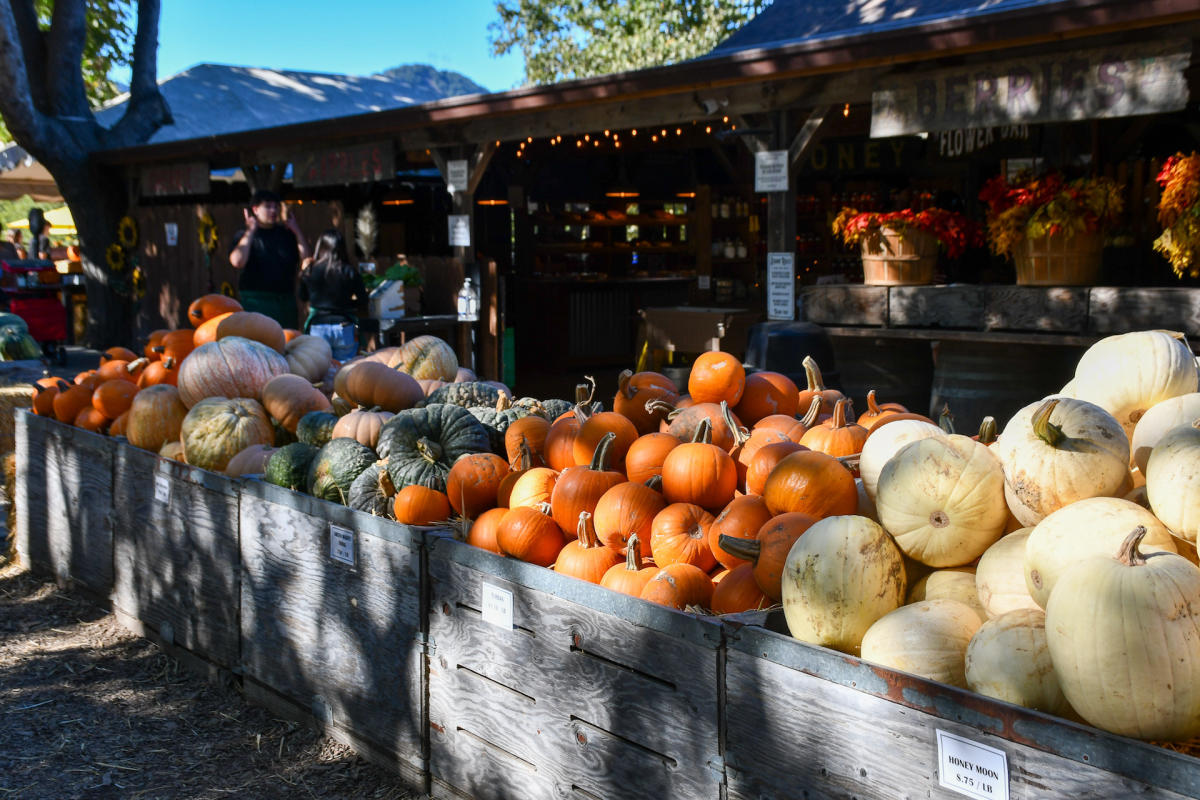 Slo Ranch Fall Fest Top Fall events and activities in SLO CAL | Pumpkin Patches, Corn Mazes ...
