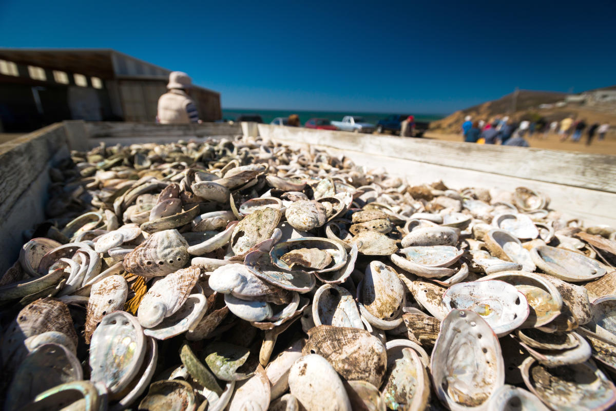 Things to Do in Cayucos Cayucos Beach, Attractions & Events