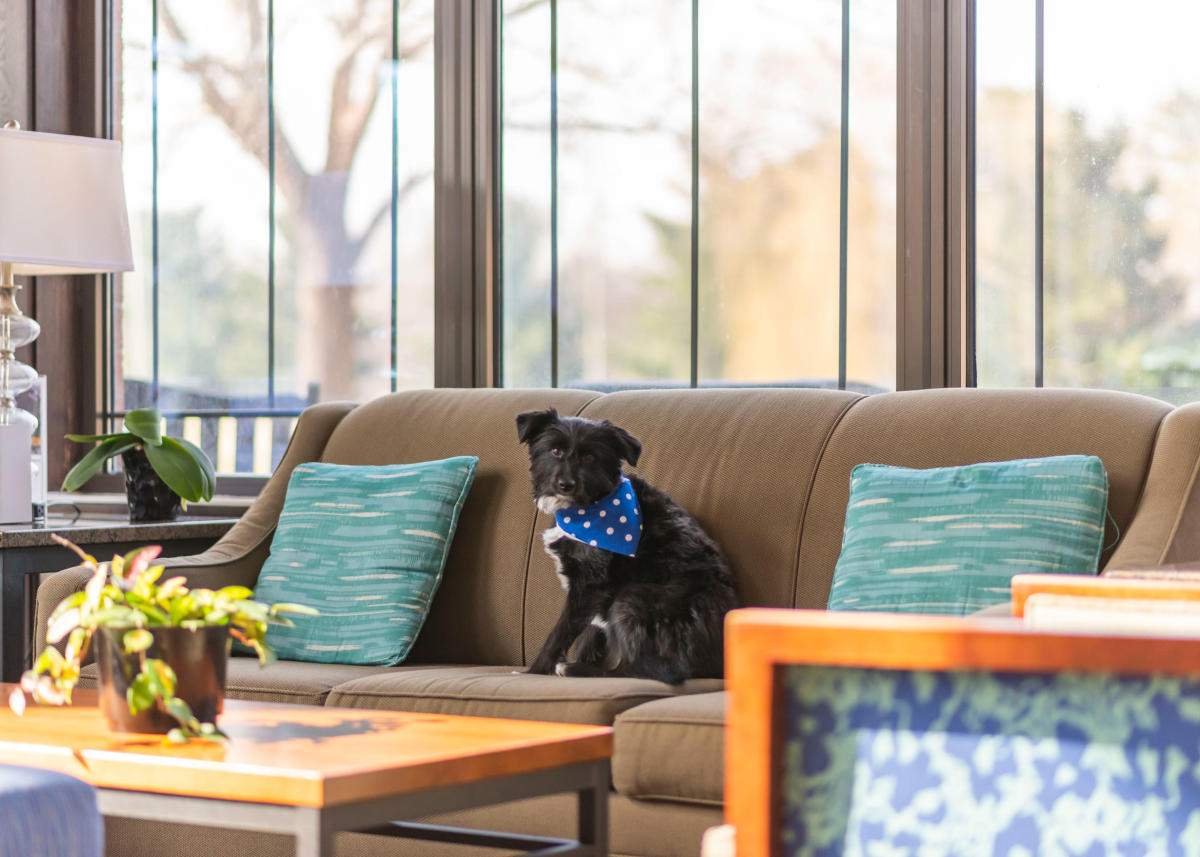 Dog Friendly Places to Stay Visit South Bend Mishawaka