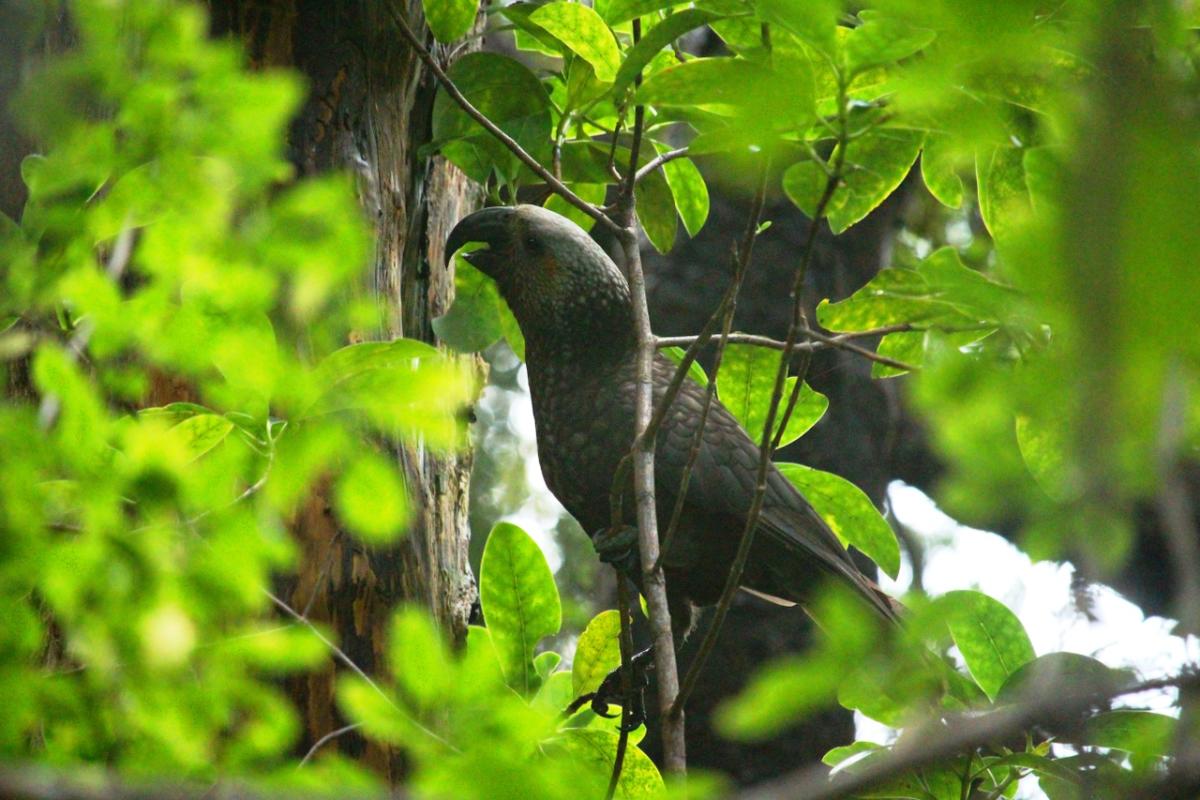 Kākā | Southland, New Zealand