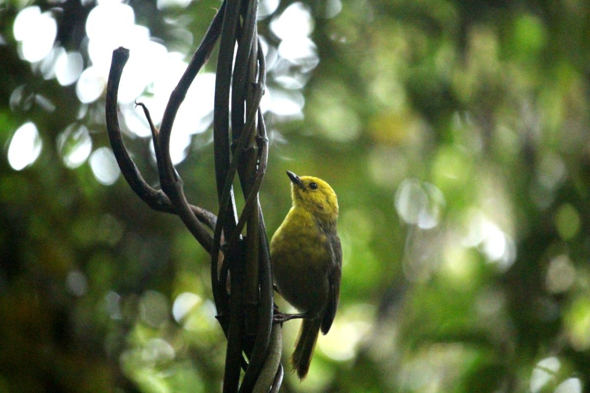 Mohua / Yellowhead Southland, New Zealand