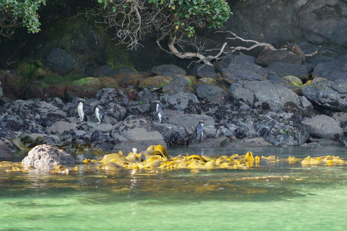 Southland Wildlife Care Code Southland, New Zealand