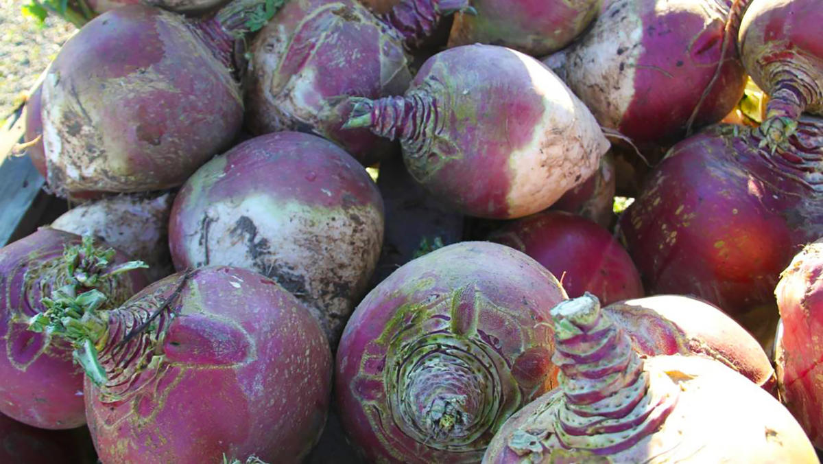 Swedes Southland, New Zealand