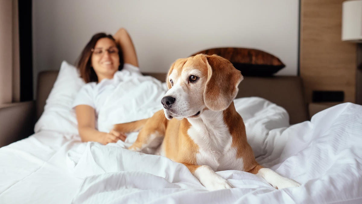 PetFriendly Hotels on Lake Michigan's South Shore