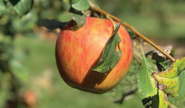 Apple fair oaks sale