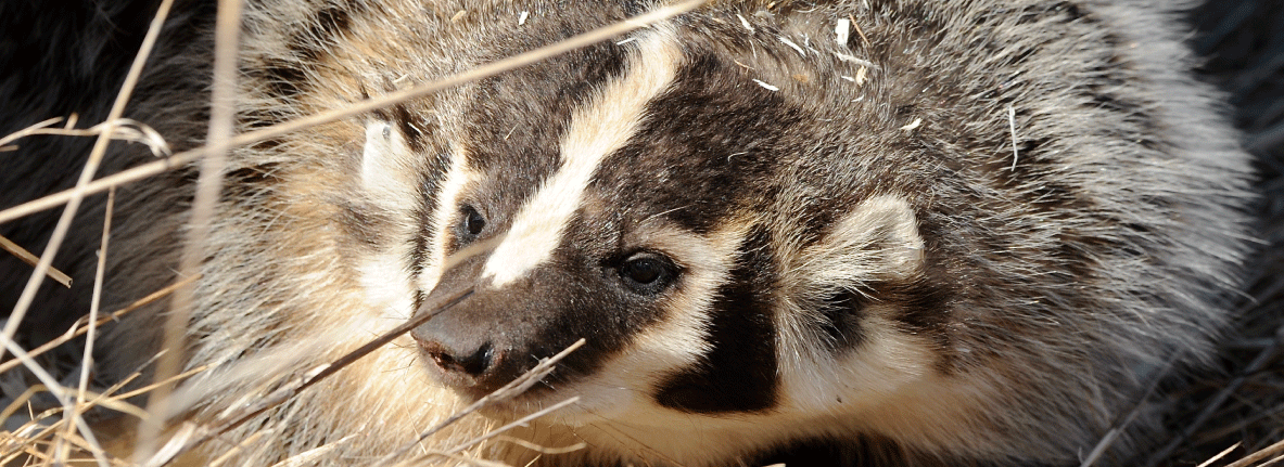 Kankakee Sands Wildlife Northwest Indiana Outdoors