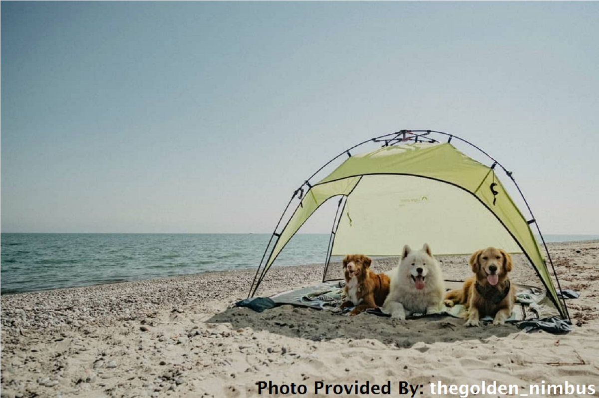 Sandy Paws Equal Happy Dogs